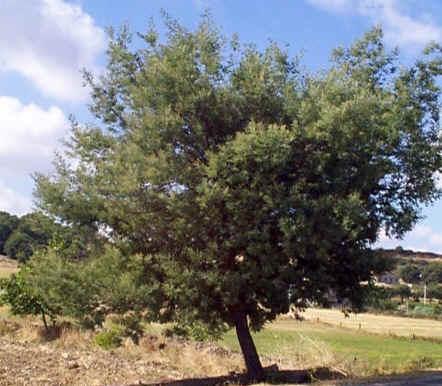 Acácia-Mimosa (Acacia dealbata) A acácia-mimosa é originária da Austrália e é uma das árvores ornamentais preferidas da Europa do Sul. Em condições favoráveis pode atingir os 20 m de altura.
