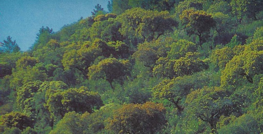 FIGURA 6 Fotografia de uma encosta com vegetação variada (in Cabral e Telles, p.