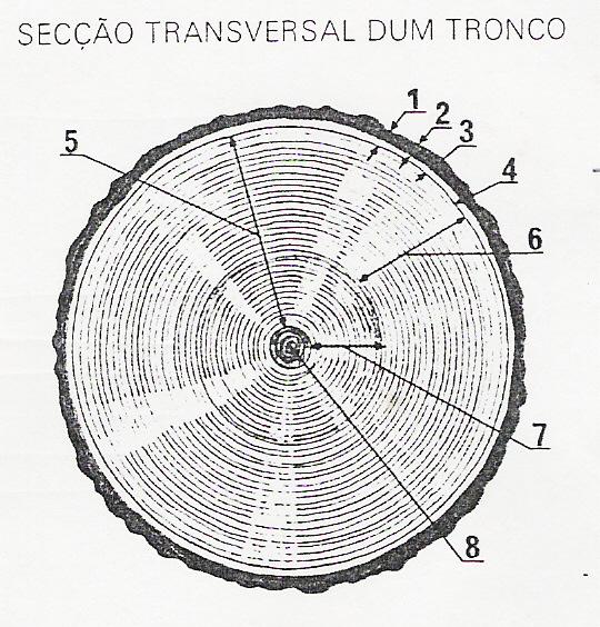 FIGURA 8 corte transversal dum tronco A Casca (1), é a camada exterior onde ainda se podem diferenciar duas partes: O Ritidoma (2), conjunto de tecidos mortos da parte externa da casca; O entrecasco