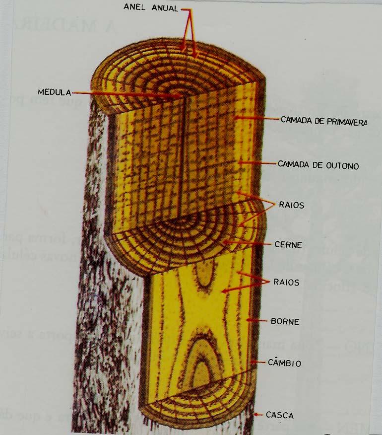 FIGURA 11 - Diagrama de sector circular do caule (corte longitudinal) com os aspectos principais da estrutura lenhosa (in O Mundo da Madeira, 1987 p.