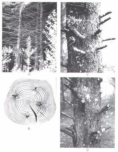FIGURA 35 - Defeitos traumáticos ocorridos durante a vida da árvore e podridão da madeira