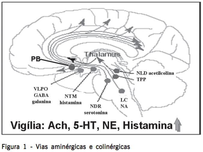 Hipotálamo lateral hipocretina Sistema de de hipocretinas e e conexões Flávio Alóe, et al. Sleep-wake cycle mechanisms. Rev Bras Psiquiatr.