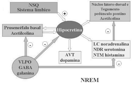 As células do VLPO estarão ativas exclusivamente durante o sono NREM e REM. AVT: área ventral tegmentar (dopamina). NSQ: núcleo supraquiasmático. (+) sinapse excitatória. (-) sinapse inibitória.