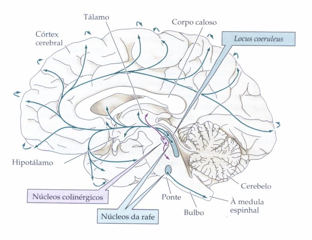 Vigília-Sono: interações subcorticais e corticais Sistema dopaminérgico de origem mesocorticolimbica. Noradrenalina Conecções Tálamo - Corticais.