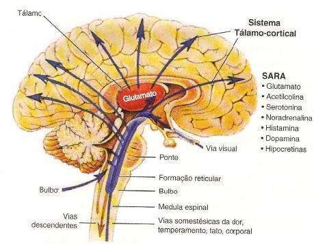 Formação Reticular ( TC ) ciclo sono-vigília ativar o córtex cerebral.