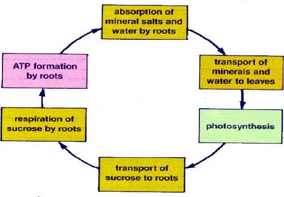 A respiração das raízes é maior do que a da parte aérea porque: Nas raízes dá-se a absorção de iões e ocorre c/ frequência a respiração por via da oxidase alternativa RESPIRAÇÃO ao longo do