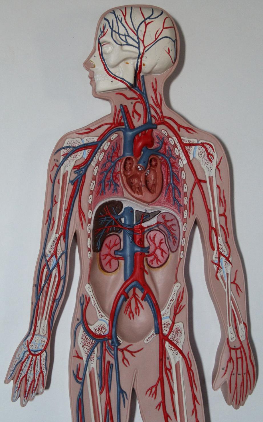 Artéria axilar Artéria braquial Artéria radial Artéria ulnar Arco