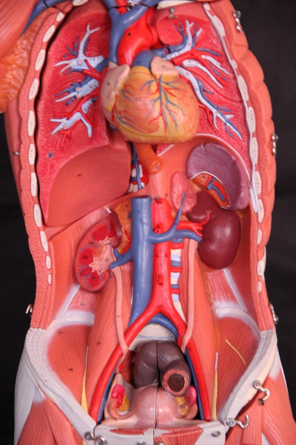 Aorta torácica Artéria renal Veia cava inferior Veia renal