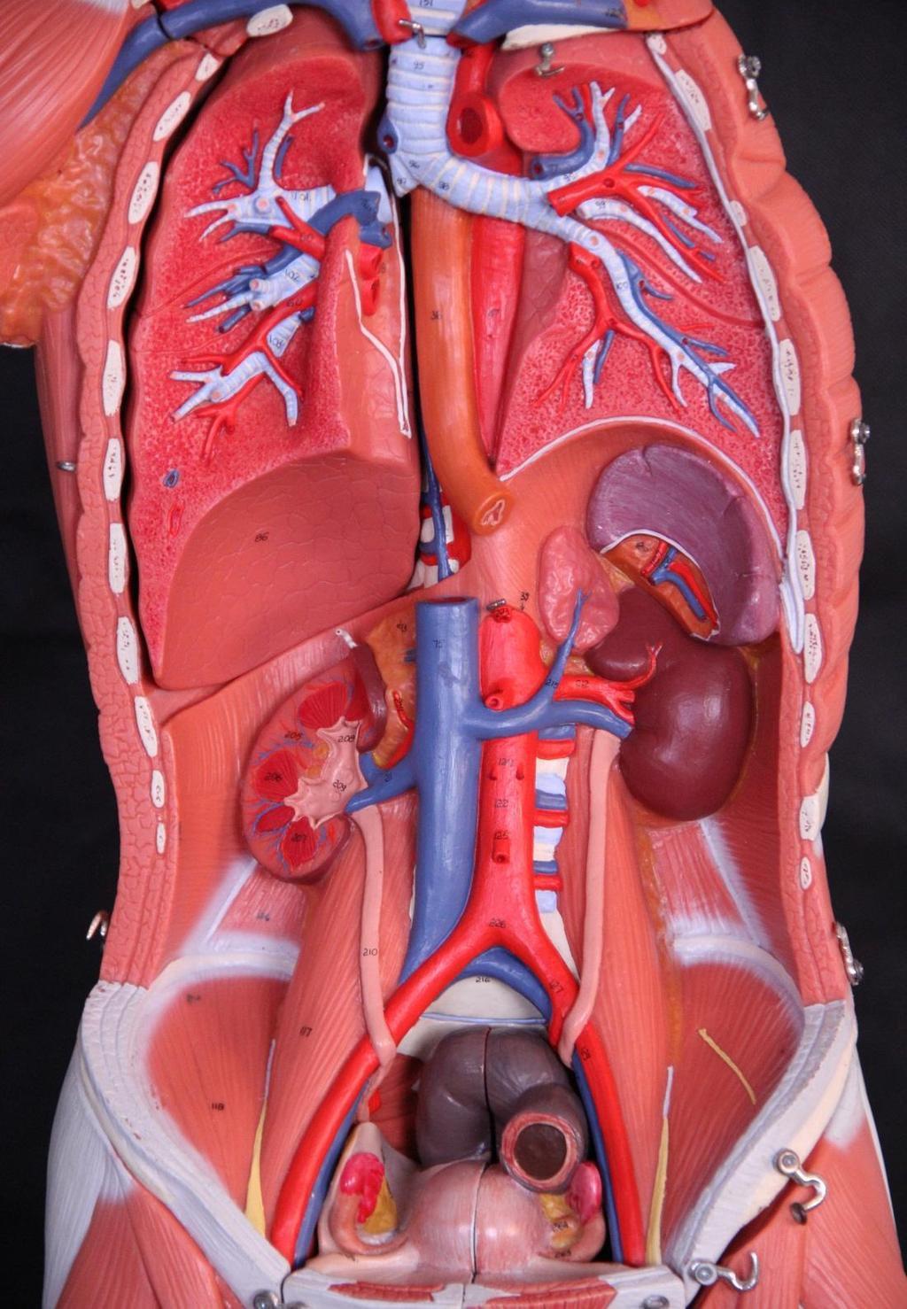 Aorta torácica Artéria renal Veia cava inferior Veia renal