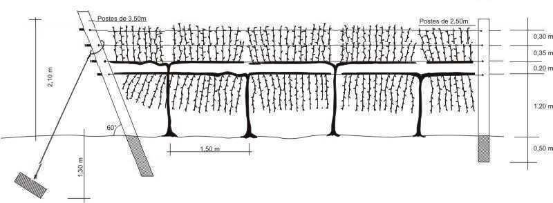 conduzidas no primeiro arame para formar a vegetação descendente (Fig. 1).