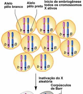 B b Cromossomo materno que contem o gene para cor de pêlo