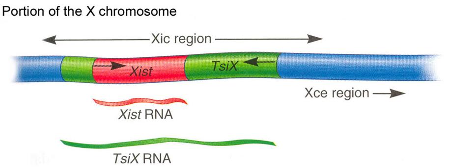 Inativação do cromossomo X em mamíferos depende do locus Xic e do gene Xist Eeva Therman e Klaus Patau A presença do lócus Xic é fundamental para a