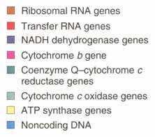 Genoma de mitocondria humana mtdna Humano O