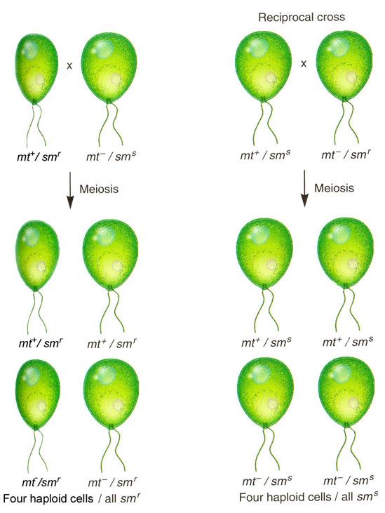 Herança de cloroplastos em Chlamydomonas Alga unicelular Chlamydomonas