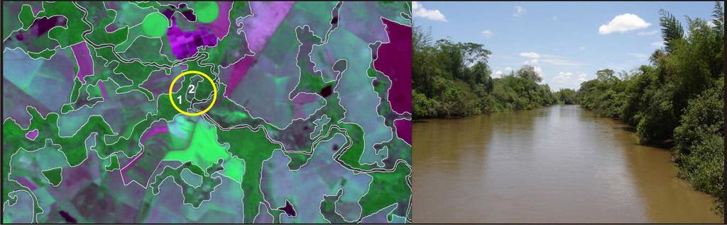 Rio Verde (21º09 29 S, 51º58 11 O), limite entre os municípios Brasilândia e Três Lagoas. Campo úmido. A Figura 8 mostra um trecho do rio Dourado com áreas de mata ciliar.