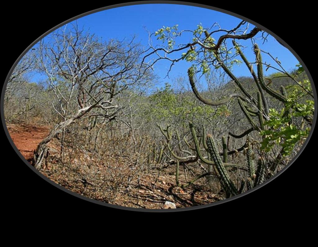 O clima semiárido é típico da região Nordeste, especialmente no interior, lugar conhecido como polígono da seca, em razão da escassez de chuva.