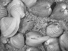 ENQUADRAMENTO variable in their external morphology is found both in lotic and lentic habitats small bivalves - high densities relatively high growth rate Life span varies with