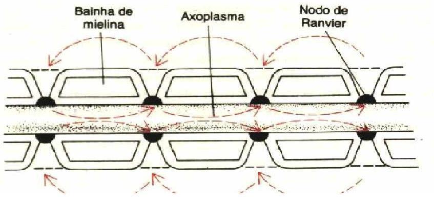 Nodos de Ranvier e condução saltatória Fig. 5.