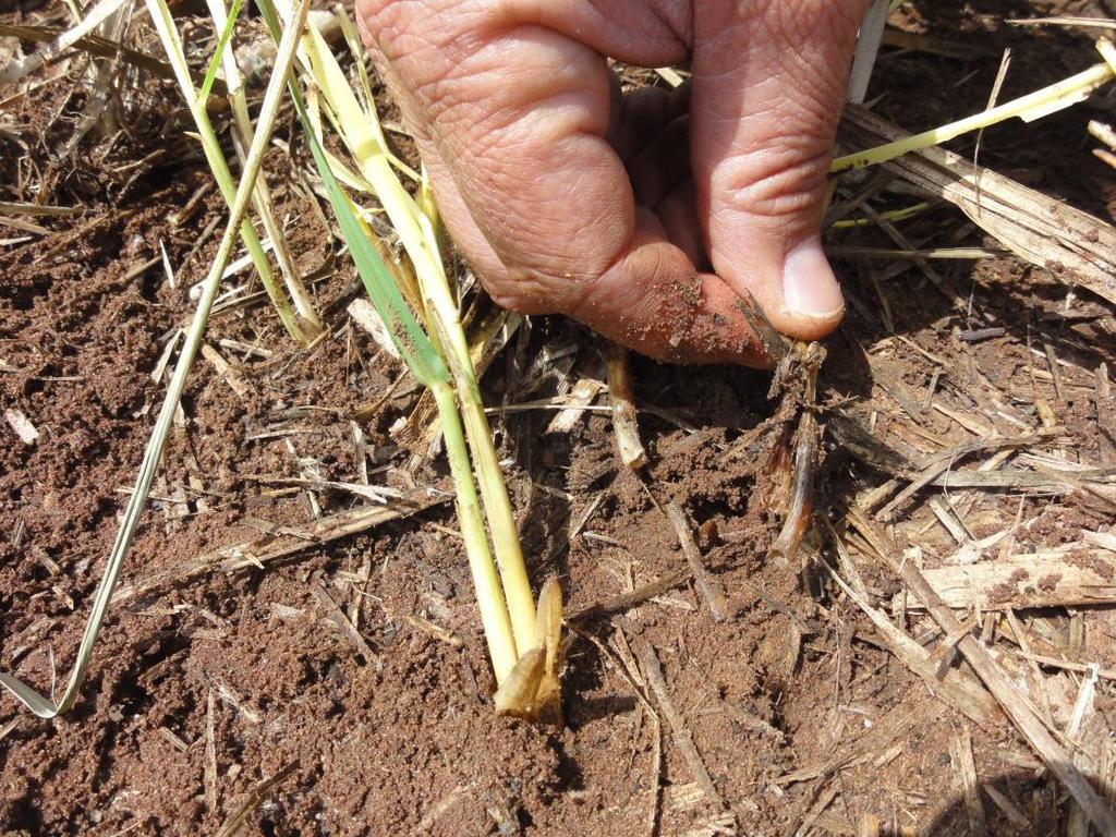 baixa temperatura Excesso de palha inibe a