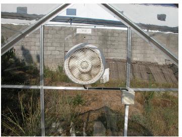 avançado. As peras foram descascadas e colocadas a secar inteiras sobre redes de nylon numa estufa solar existente na ESAV, com vidro de horticultura.