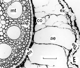 Introdução Exceção: arroz (Hillel, 2004) Aerênquima: tecido constituido por células infladas ou grandes espaços intercelulares, formando cavidades no