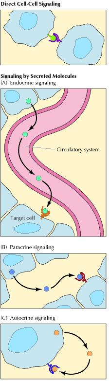 FORMAS DE SINALIZAÇÃO CÉLULA-CÉLULA. A sinalização celular pode ser realizada pelo contato direto entre as células ou mediado por moléculas sinalizadoras secretadas.