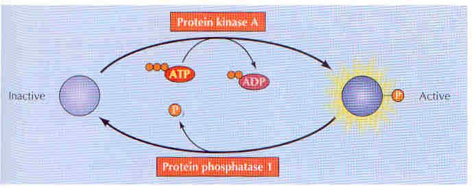 ciclase (ATP em camp) Unidade catalítica camp - 2º mensageiro camp