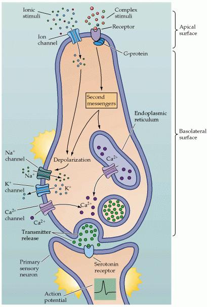 Examples of various channels and G-protein-coupled receptors that activate taste transduction in response to