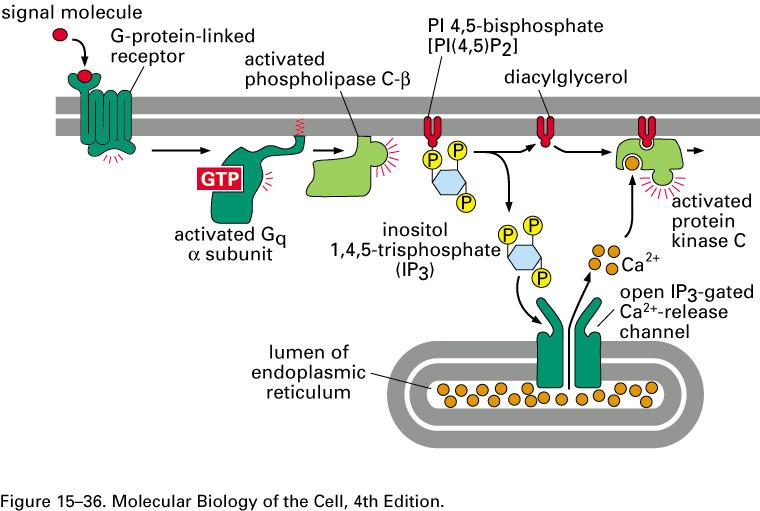 Ativação de fosfolipase C- β por proteína G PIP2 pode ser ativado tanto com receptor tirosina-quinase como por receptor acoplado a proteína G, sendo que em ambos o resultado é a hidrólise do