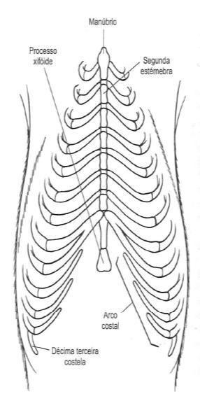 ANATOMIA: Vasos: intercostais; torácicas interna e externa; epigástrica cranial; músculofrênica. Nervos: ramos do plexo braquial; torácicos; intercostais; cutâneo lateral costal; vago e frênico.