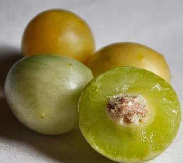 O fruto do umbuzeiro é pequeno e arredondado, de casca lisa ou com pequenos pelo, que lhe conferem uma textura levemente aveludada.