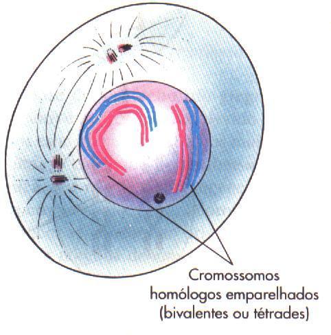 PRÓFASE I - PAQUÍTENO A espiralação progrediu: as duas cromátides de cada homólogo pareado são bem visíveis.