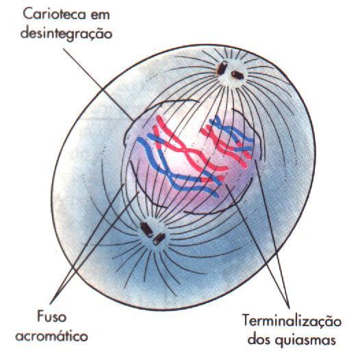 PRÓFASE I - DIACINESE Homólogos se separando.