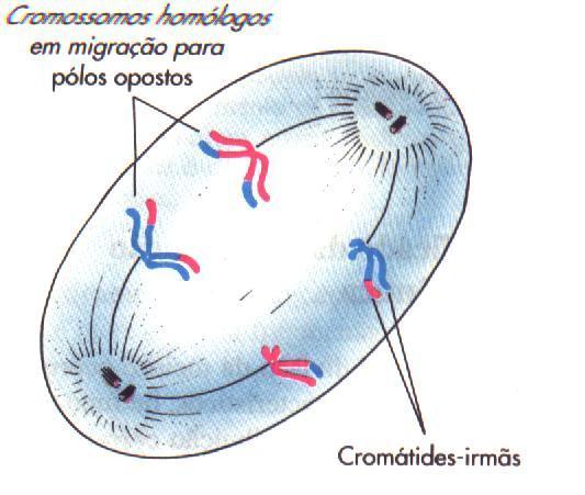 ANÁFASE I O encurtamento