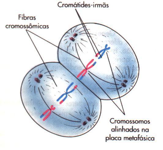 Cromossomos espalhados no citoplasma se alinham na região equatorial das