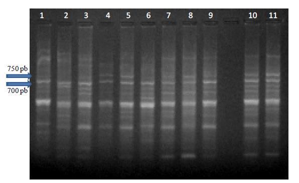 75 As análises com marcadores moleculares mostraram que somente o primer BCU 243 mostrou um padrão estável de amplificação de bandas em dez reações diferentes com os genitores femininos ( Q4188,
