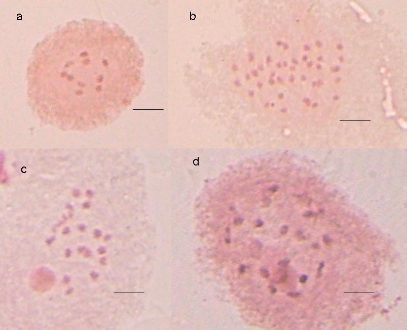 95 comuns, porque somente células mitoticamente ativas no momento do tratamento têm chances de duplicar seu número cromossômico.