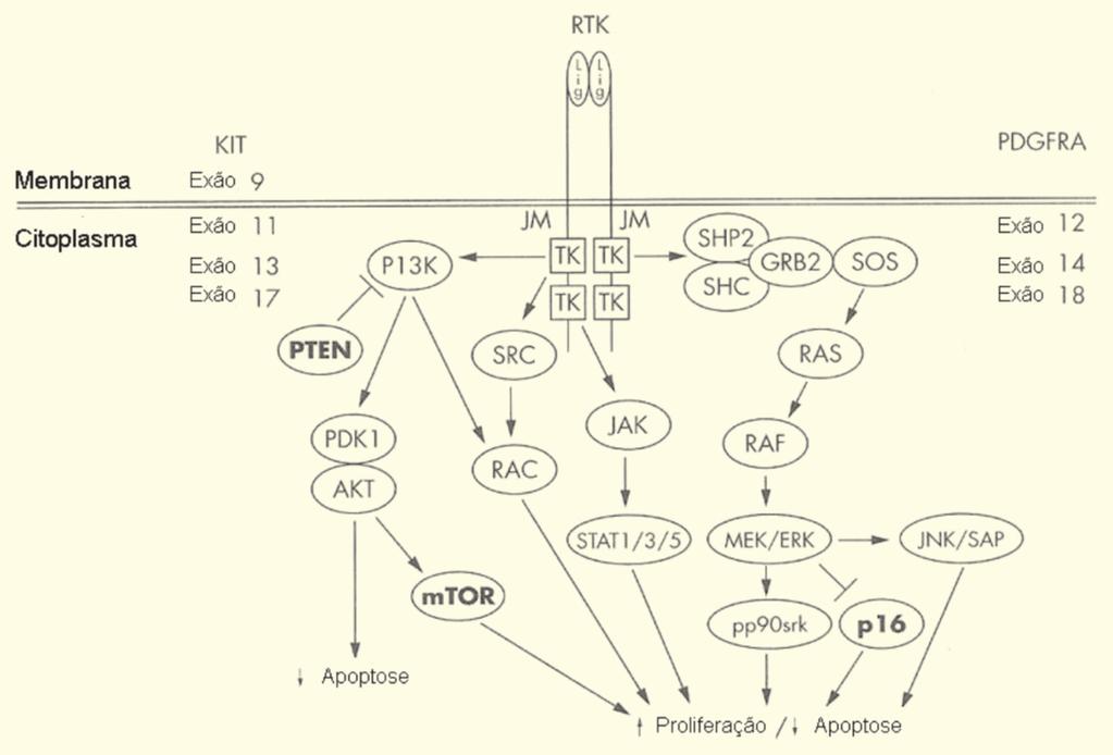Esquema 2 Vias de sinalização activadas pelo KIT e PDGFRA ção desconhecido); a resposta ao imatinib nestes casos é má; nunca se observou mutação no codão 817 do exão 17 do KIT (implicado na
