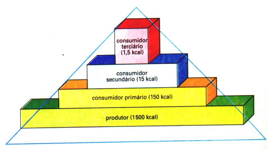 Pirâmides de Energia SUCESSÃO ECOLÓGICA É o processo de transformação de