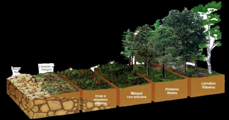 Os líquens agem quimicamente sobre a rocha, desagregando seus minerais e o