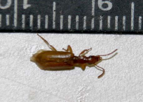 Fig. 19. Indivíduo de Carabidae sp.