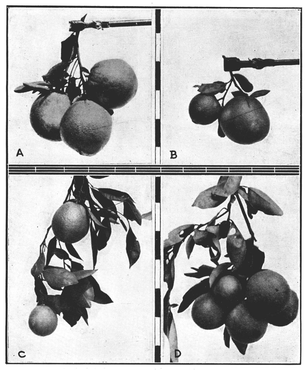1941 603 Fiqura 6 Pencas de laranja Baianinha, com frutas de varios tamanhos.