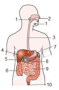 6. A figura representa o sistema digestivo humano. a) Complete a sua legenda preenchendo a tabela.