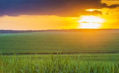 Do Sol à roda A moderna bioenergia se baseia