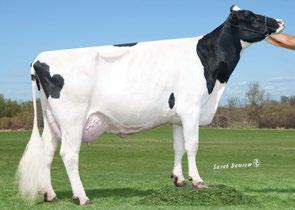 Avô Materno: RONELEE GOLD DIGGER Avó Materna: DAWNING-DAY SHOTTLE ALI-ET Class: VG-86, VG-MS Lactação: 3-11 2x 343d 26,840m 4.1 1109f 3.2 847p lbs. Elevada produção de leite com proteína alta.