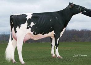 Avô Materno: LONG-LANGS OMAN OMAN-ET Avó Materna: WELCOME SHOTTLE LYNEX-ET Class: EX-90, EX-MS, DOM Lactação: 5-00 3x 365d 38,160m 4.0 1524f 3.2 1236p lbs. Especialista em sólidos. Linear atrativo.