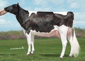 Avô Materno: ENSENADA TABOO PLANET-ET Avó Materna: SULLY SHOTTLE MAY-TW Class: VG-85, DOM Lactação: 2-02 3x 365d 34,110m 3.2 1095f 3.1 1066p lbs. Touro de maior PTA Leite com úberes altos e largos.