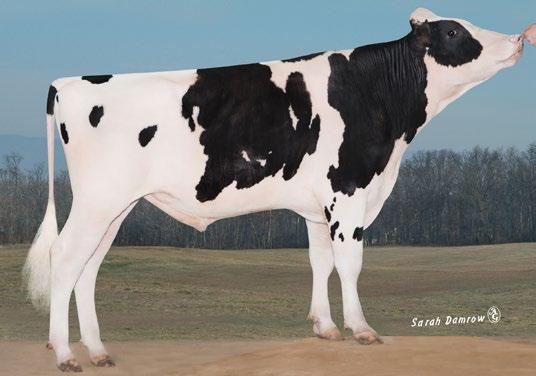 Avô Materno: MOUNTFIELD SSI DCY MOGUL-ET Avó Materna: FUSTEAD AL SCOOBY-DO-ET Class: EX-90, EX-MS Lactação: 4-02 3x 365d 31,840m 5.0 1579f 3.4 1085p lbs. Excelente melhorador de úberes.