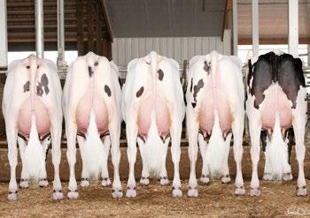 1048 HLTH$ 403 FYFT$ 101 CABL$ 61 PREF$ 324 MABL$ 159 Pai: MOUNTFIELD SSI DCY MOGUL Mãe: CO-OP RB FREDDIE TINLEY-ET Class: VG-85, VG-MS Lactação: 1-11 2x 327d 23,218m 3.6 845f 3.