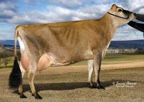 Avô Materno: RICHIES JACE TBONE A364 Avó Materna: PEARLMONT MOR DIAMOND ERIS Class: EX-92% Lactação: 5-10 2x 305d 18,950m 4.7 886f 3.7 695p lbs. Extremo melhorador de úbere.